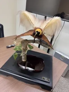 2026年最新】鳥剥製の人気アイテム - メルカリ