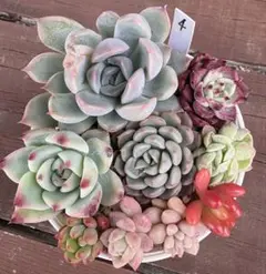 クロウサママ様 リクエスト 2点 まとめ商品