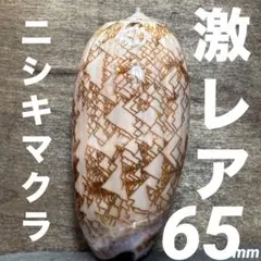 ★激レア★ 美縞 ニシキマクラガイ 65mm 貝殻 標本 アンティーク