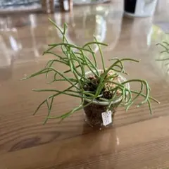 みゆき様 リクエスト 3点 まとめ商品