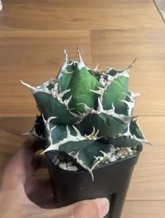 CJ-11 子株　cj plants 𝗞𝗔𝗞𝗨𝗦𝗘𝗡-𝗘𝗡 𝗖𝗼., 𝗟𝘁𝗱. | ‥‥ C.J.plants select Agave