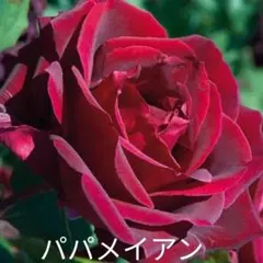 まっちょん様専用パパメイアン　B 　らくらくメルカリ便