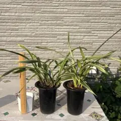 金陵辺。花芽2個。2鉢セット。蜜蜂誘引蘭。キンリョウヘン - メルカリ