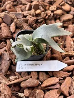 高田様 リクエスト 2点 まとめ商品