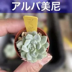 【サンキューセール】エケベリア アルバ美尼 一寸鉢 No.135のサムネイル