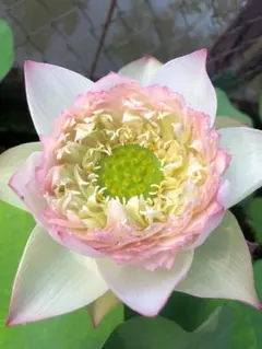 2026年最新】花蓮 蓮根の人気アイテム - メルカリ
