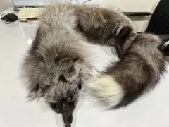 Item thumbnail for item dd30e51b-e380-4299-9290-49e8e957aa85