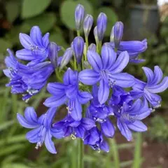 アガパンサス紫色　3芽
