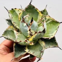アガベ 多肉植物 パリー「ホーチエンシス 吉祥天錦」斑入り 精品株