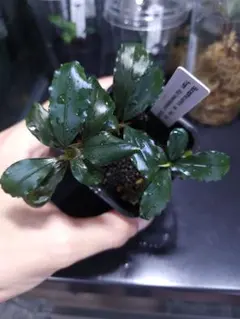 Bucepharandra sp Black Flame - メルカリ