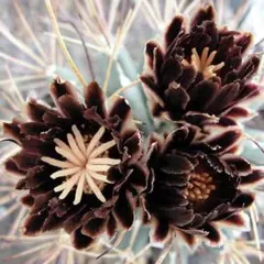 多肉植物 サボテン 黒羅紗 抜き苗 5cm鉢 1株 - メルカリ