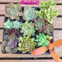 多肉植物　詰め合わせ（M）　抜き苗　カット苗　11品種　プロリフィカ錦入り