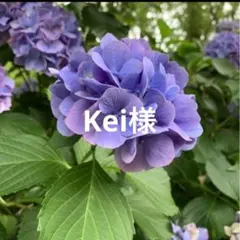Kei様