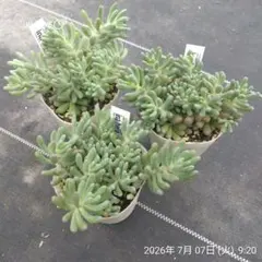 新入荷 ドロサンテマム アイスクリスタル 10株 画像通りの発送 多肉