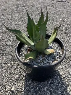 2026年最新】サルミアナの人気アイテム - メルカリ