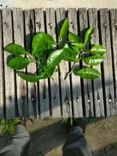 つるもも様 リクエスト 4点 まとめ商品