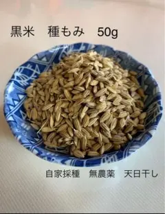 “흑미씨 50g” 자가수확, 자연재배, 무농약, 천일건조