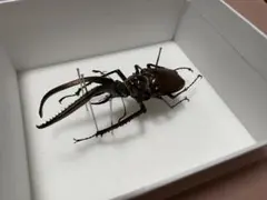 2026年最新】チリクワガタ 標本の人気アイテム - メルカリ