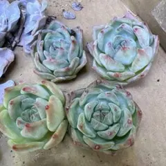 シュガーパイン様 リクエスト 4点 まとめ商品