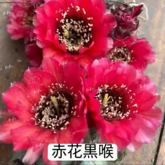 yutoaru様 リクエスト 3点 まとめ商品