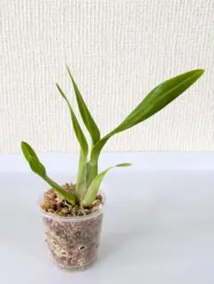 オンシジューム　黄色　洋ラン　オンシジウムのサムネイル