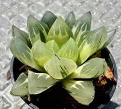 多肉植物 ハオルチア 台湾李氏 実生 - メルカリ