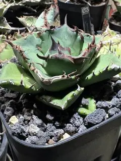 2026年最新】アガベ翼竜の人気アイテム - メルカリ