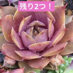 まぁーにゃん様 リクエスト 4点 まとめ商品