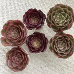 アエオニウム　３種６苗　カット苗　③のサムネイル