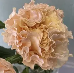 サバンナRX-3様 リクエスト 2点 まとめ商品