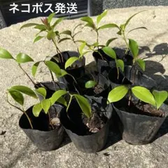 ま*く様 ❤️2025実生苗セットc 同じセット暫く出来ません 沖縄県産ライチ実生苗(品種不明) 1ポット 宅急便コンパクト - メルカリ