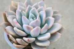 Graptopetalum Opalina Variegata オパリナ錦 - メルカリ