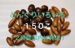 どんぐりいろいろ 30個