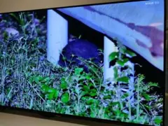 2025年最新】th-55ez950の人気アイテム - メルカリ