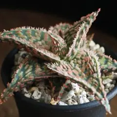 ラスト株◾️アロエTCTハイブリッドBlue Boy【子株】3ヶ根付き メルカリ便 2025年最新】アロエハイブリッド 青肌の人気アイテム - メルカリ