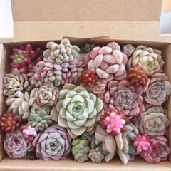 ぽにょ様 リクエスト 2点 まとめ商品