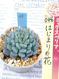 2025年最新】おらいさんの人気アイテム - メルカリ