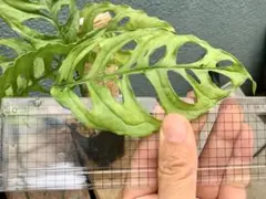 №5402-14 宅配便 マドカズラ薄い斑入り - メルカリ