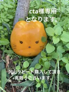 cat様専用となります。