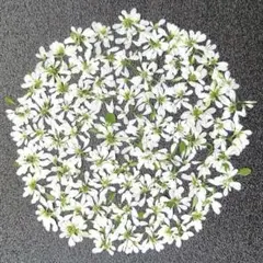 Akari914♡様 リクエスト 2点 まとめ商品