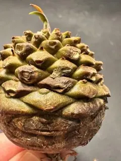ア*。様 408 特選 多肉植物 ユーフォルビア 鉄甲丸 数量限定株 特大美株