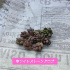 らむね様 リクエスト 4点 まとめ商品