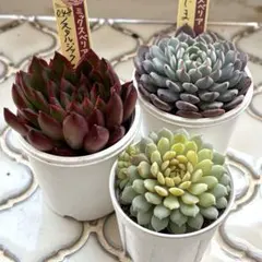 2025年最新】おらいさん苗 ちょこんの人気アイテム - メルカリ