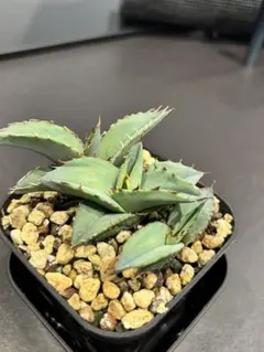 2026年最新】アガベ 実生 セットの人気アイテム - メルカリ