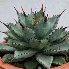 agave 'Illusion' TC【※発根済み】メルカリ史上初 極希少 2025年最新】hidden agaveの人気アイテム - メルカリ