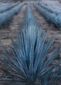 アガベ　テキラーナ テキラリュウゼツ （アガベ・テキラーナ）-Agave tequilana-