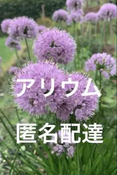 アリウム 苗 球根 3株セット　匿名配達　追跡ありのサムネイル