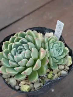 多肉植物　メキシコミニマ抜き苗