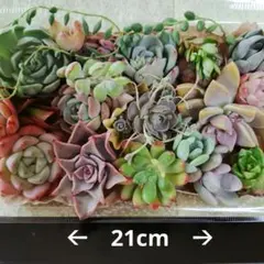 ☆様 リクエスト 4点 まとめ商品