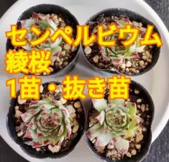 センペルビウム 綾桜 抜き苗 - メルカリ